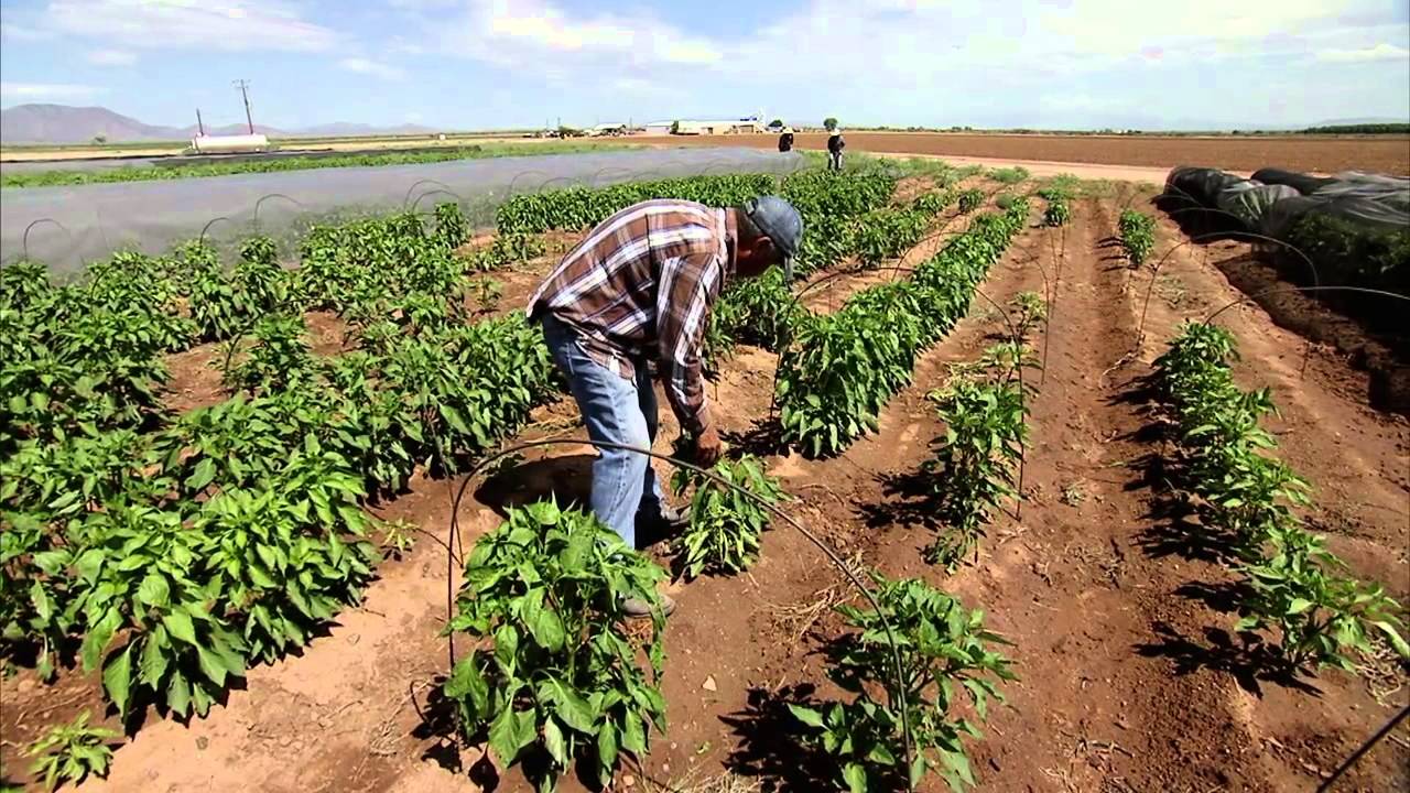 Agriculture Jobs